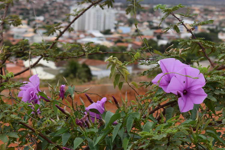 Brumado dá as boas vindas à primavera com a flor da salsa brava da caatinga