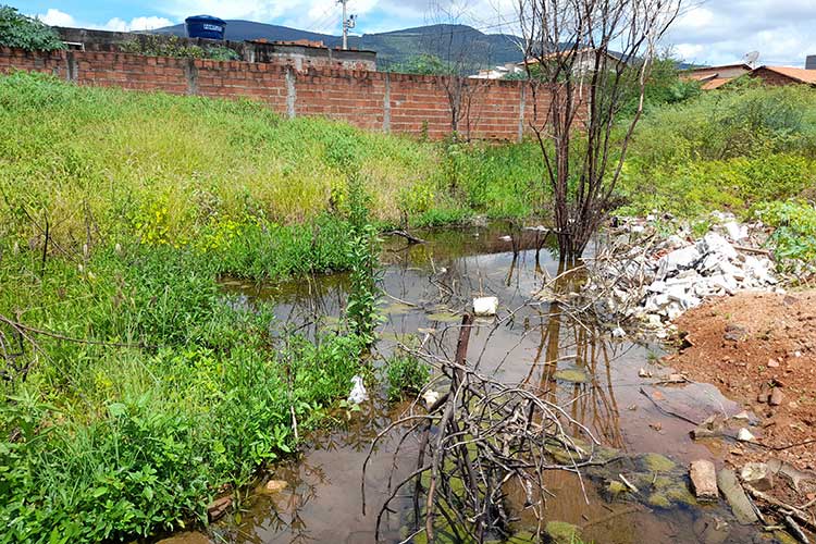 Brumado: Moradores denunciam terrenos baldios alagados como berçários do aedes-aegypti