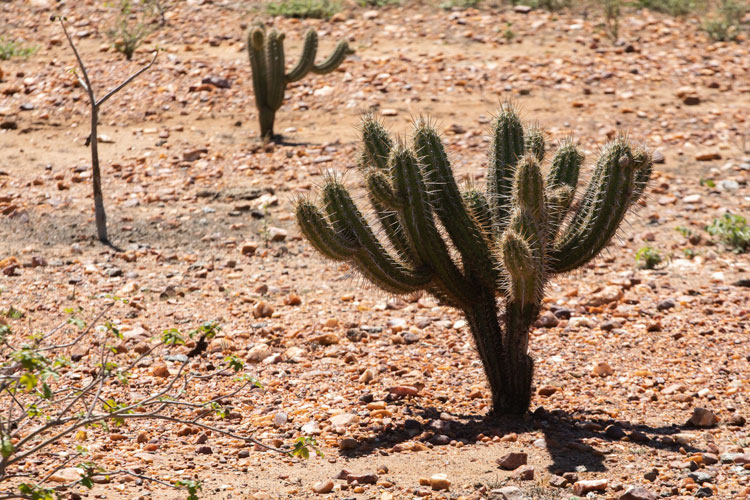 Desertificação atinge 13% do semiárido brasileiro e ameaça regiões da caatinga