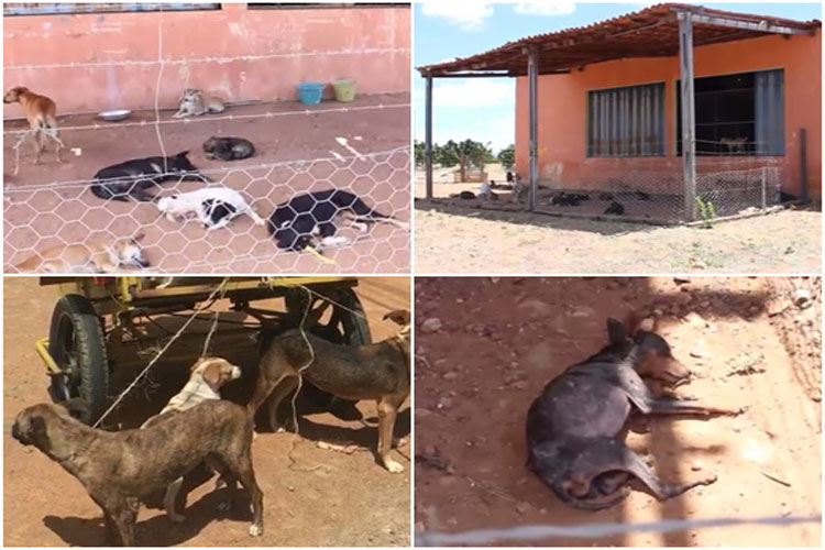 Livramento: MP investiga suposta prática de abusos contra animais e negligência do Município