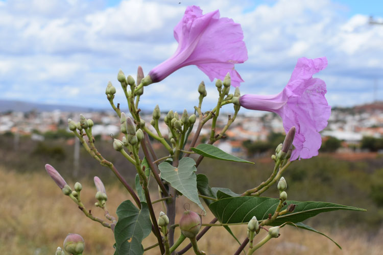 Brumado dá as boas vindas à primavera com a flor da salsa brava da caatinga