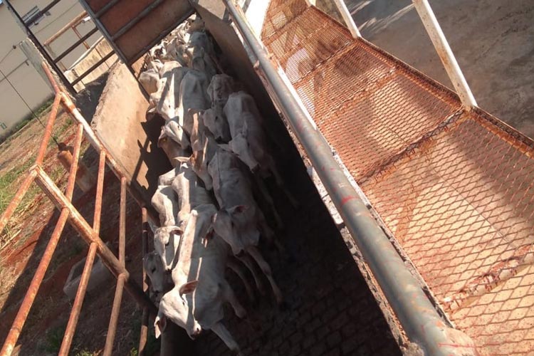 Tanhaçu: Adab apreende caminhões boiadeiro com gado clandestino; 105 novilhas são sacrificadas