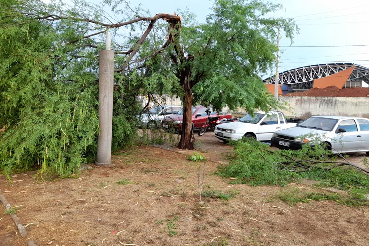 Chuva forte provoca queda de árvores em Brumado