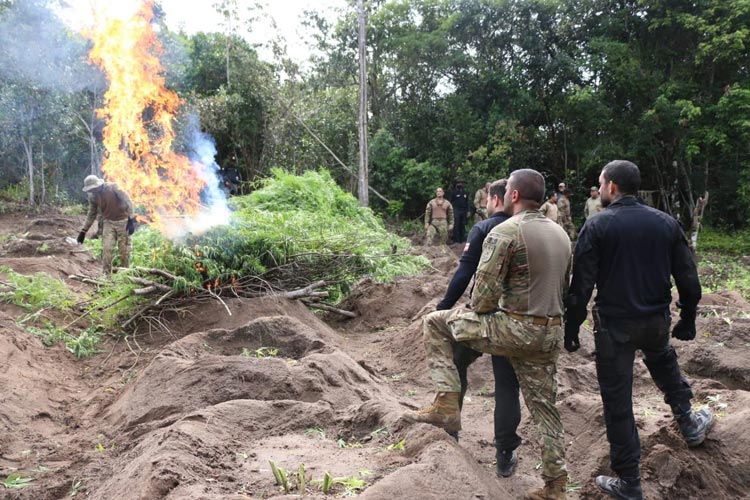 Esplanada: Meia tonelada de maconha é encontrada escondida entre plantações de eucalipto