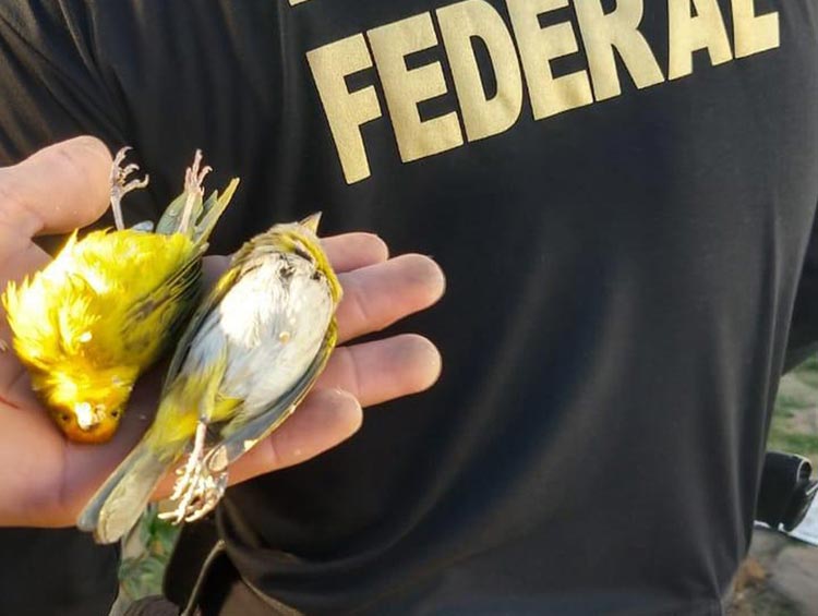 Ação da PF contra tráfico de pássaros silvestres cumpre mandados no sudoeste baiano