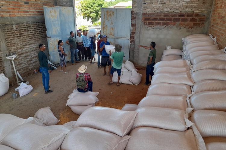 Brumado: Pecuaristas recebem milho para alimentação dos animais afetados pela seca