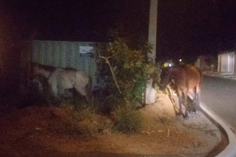 SMTran resgata animais com sinais de maus tratos em Guanambi