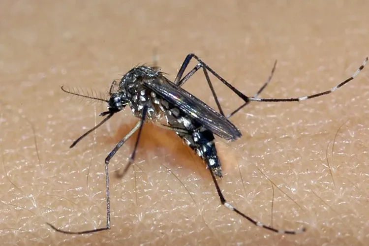 Sesab confirma óbitos de dengue em Vitória da Conquista, Encruzilhada e Jacaraci