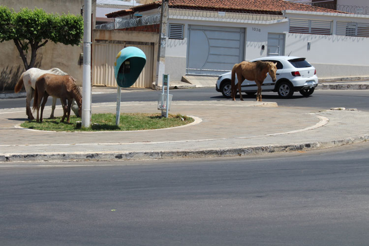 Brumado: SMTT iniciará campanha para recolhimento de animais soltos nas ruas e rodovias da cidade