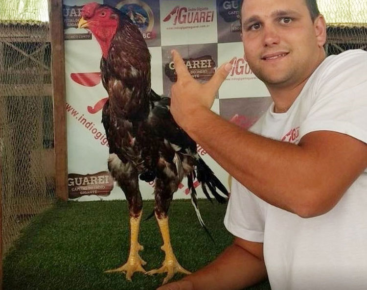 Galo gigante de mais de 1,24m é leiloado por R$ 154 mil no interior de São Paulo