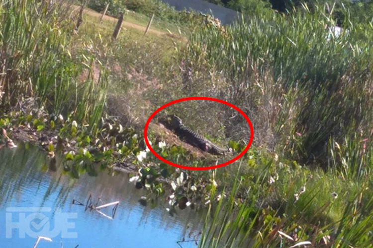 Jacaré é flagrado em lagoa em Livramento de Nossa Senhora