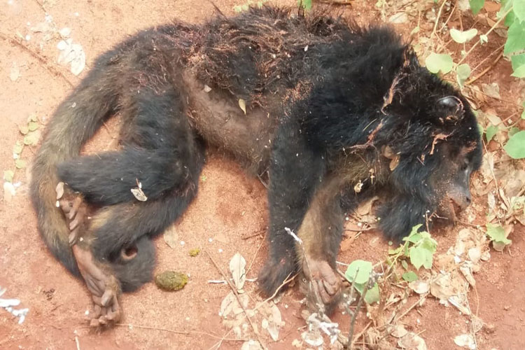 Fora do seu habitat natural, macaco acaba sendo morto por cachorros em Guajeru