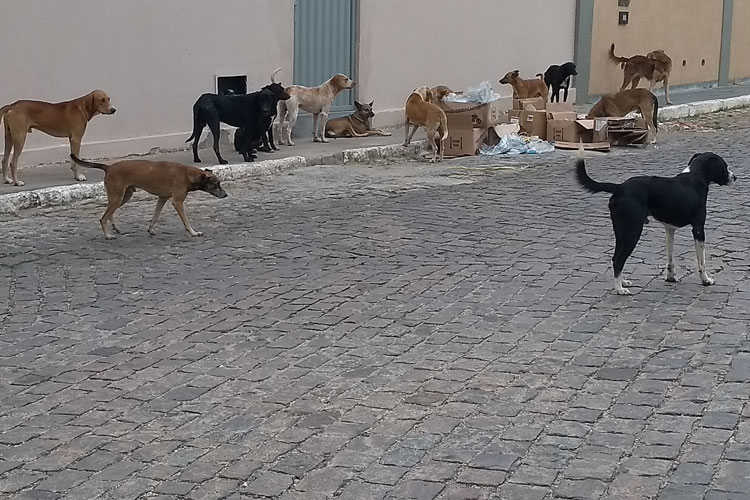 Cães abandonados atacam idoso em frente à delegacia de Brumado