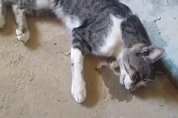 Brumado: 26 gatos são envenenados e mortos no Bairro Santa Tereza