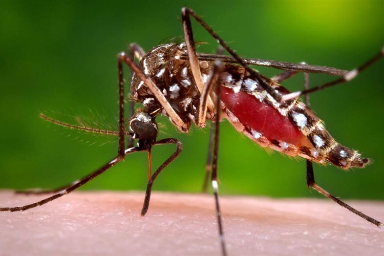 Bahia registra 2,2 mil casos de dengue, chikungunya e zika só neste ano, diz Sesab