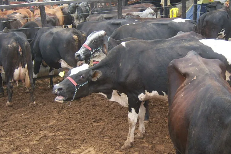 Guanambi tem um rebanho total de 210.395 animais; 72.390 são de cabeças de gado