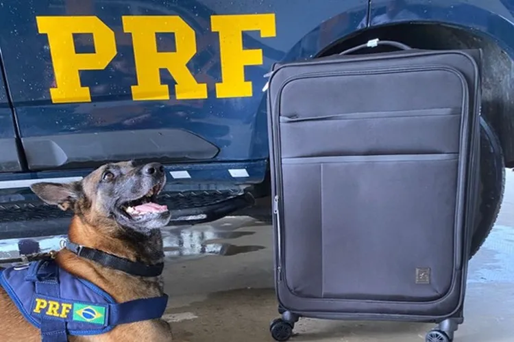 Cão farejador da PRF localiza cocaína em fundo falso de mala de viagem em Conquista