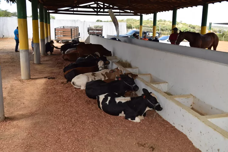 Brumado: Para driblar efeitos de pragas na produção, Coopmab aposta em feira de animais