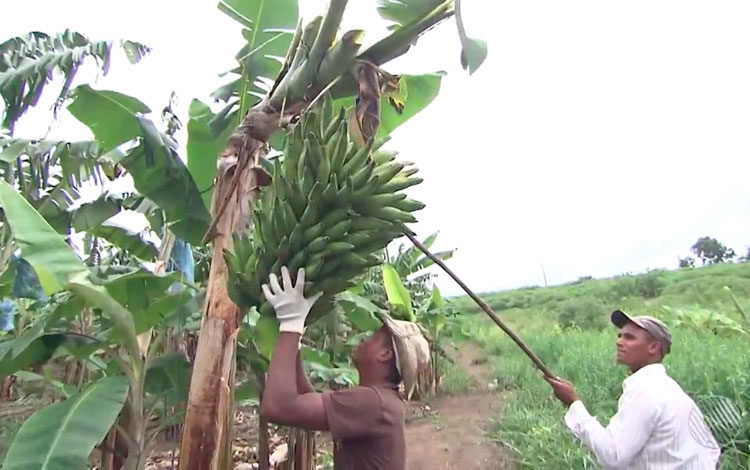 Bahia supera Minas Gerais e se torna 2º maior produtor de frutas do Brasil, diz IBGE