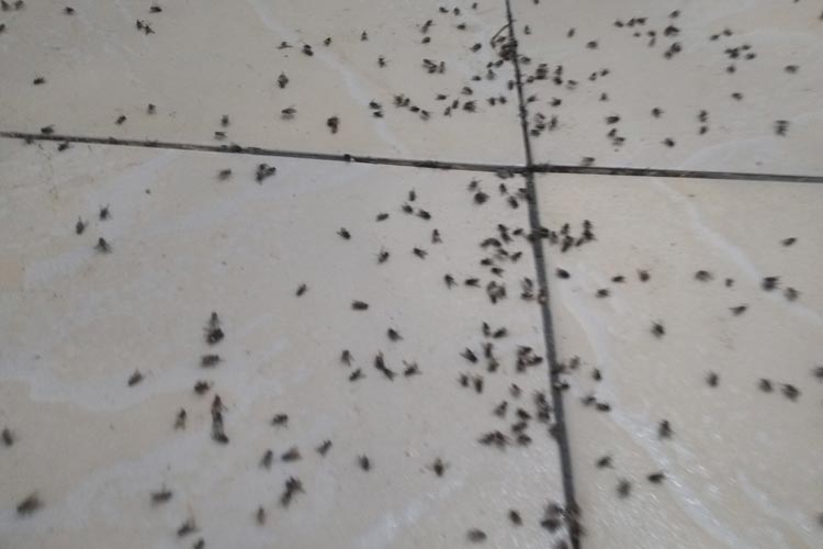 Brumado: Famílias denunciam matadouro clandestino de animais e invasão de moscas no Jatobá