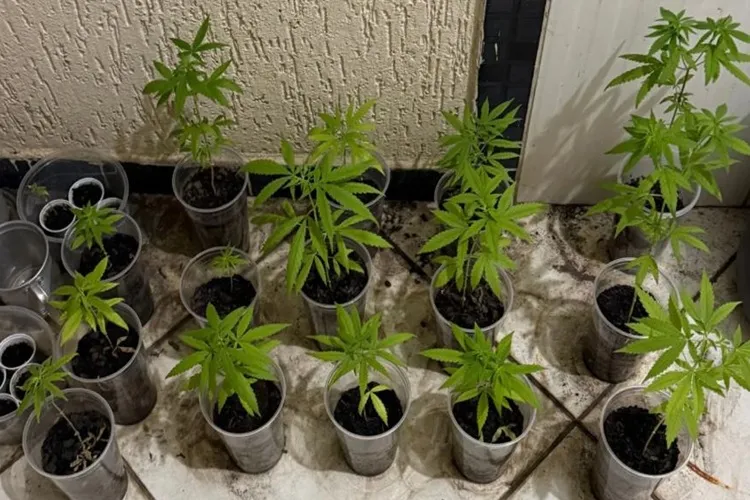 4ª CIPM apreende plantação de maconha em loteamento na cidade de Macaúbas