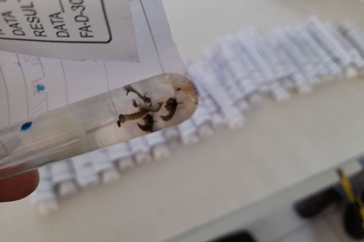 Vigep recolhe amostras de larvas para avaliar índice de infestação do aedes aegypti em Brumado