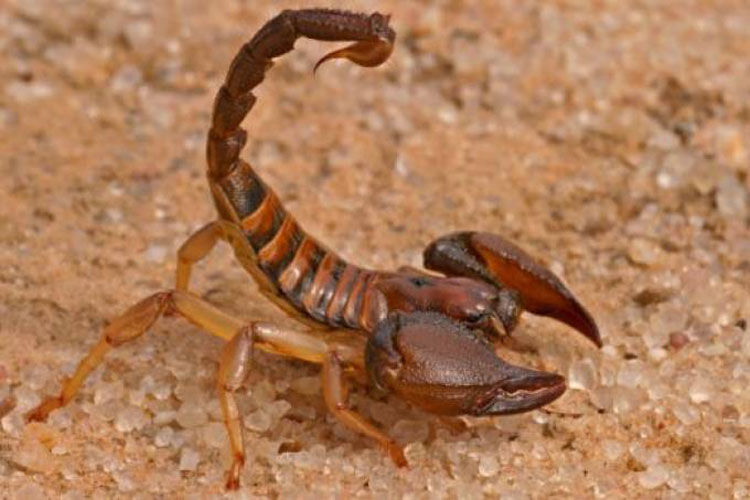 Brasil teve mais de 140 mil picadas de escorpião em 2018