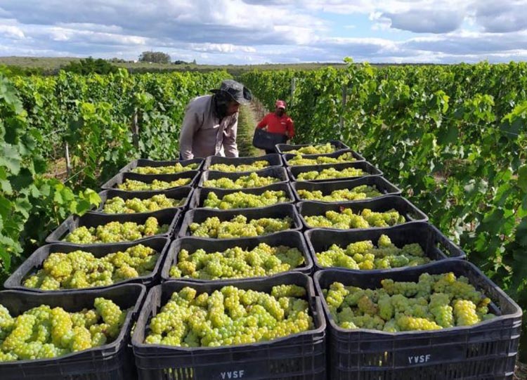 Vinho baiano produzido na Chapada Diamantina ganha prêmio nacional