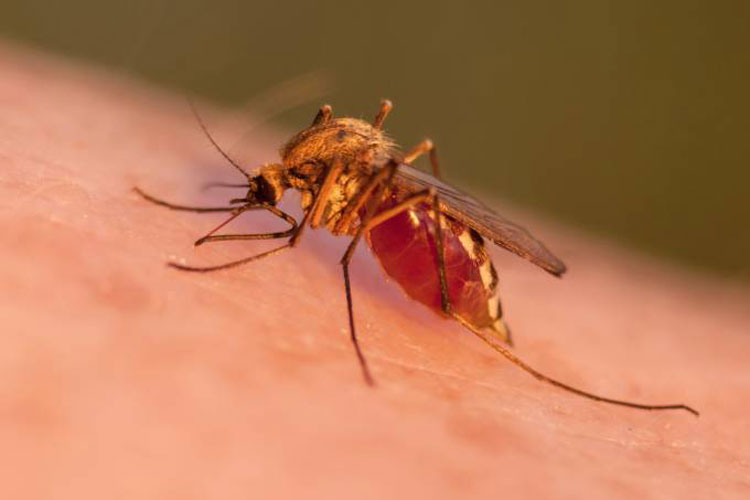 Pessoas que já tiveram dengue têm menos risco de contrair zika