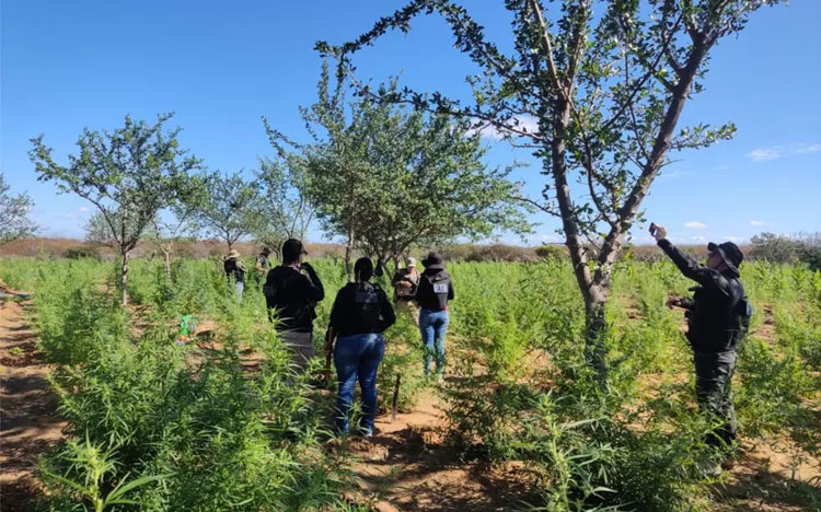 Plantação com 30 mil pés de maconha é destruída pela polícia no norte da Bahia