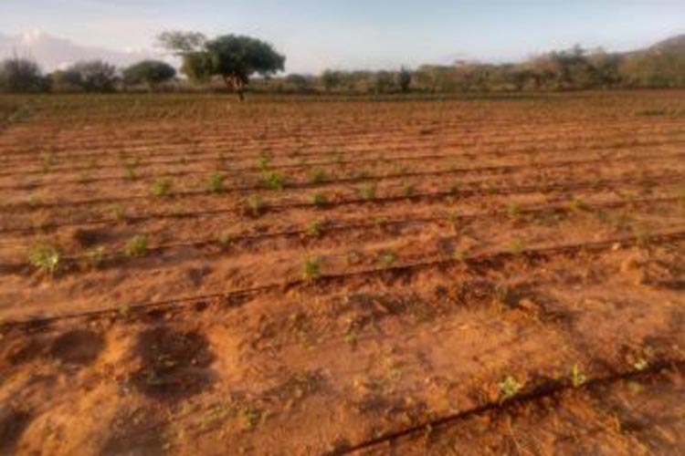 Santa Brígida: Plantação com 50 mil pés de maconha é encontrada