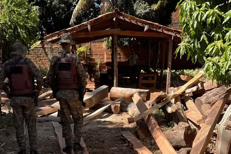 Polícia Ambiental da Bahia interrompe ações de madeireira clandestina em Cocos