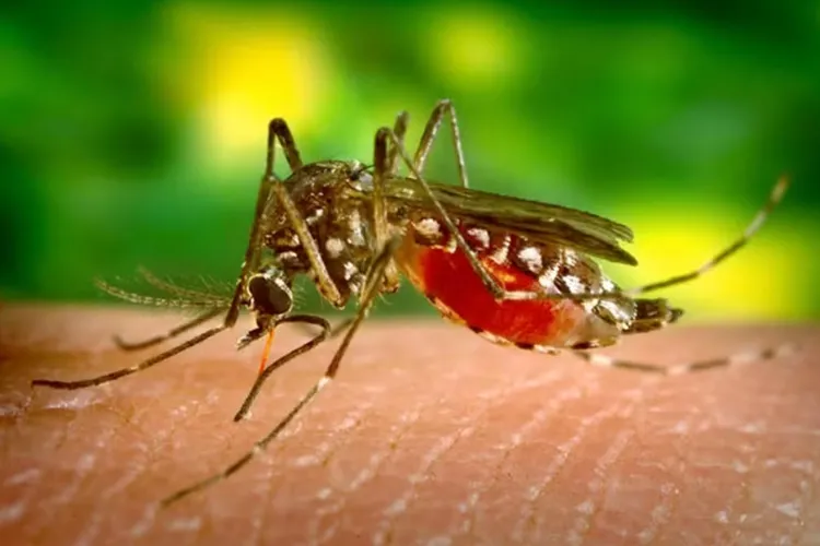 Mortes por dengue passam de 2 mil desde o início do ano no Brasil