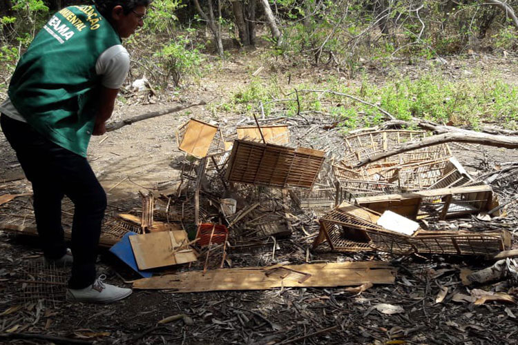 Guanambi: Secretaria de Meio Ambiente realiza apreensão de pássaros silvestres