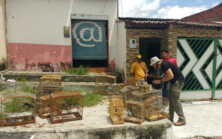 Mais de 80 aves são resgatadas de cativeiro e levadas para parque de preservação