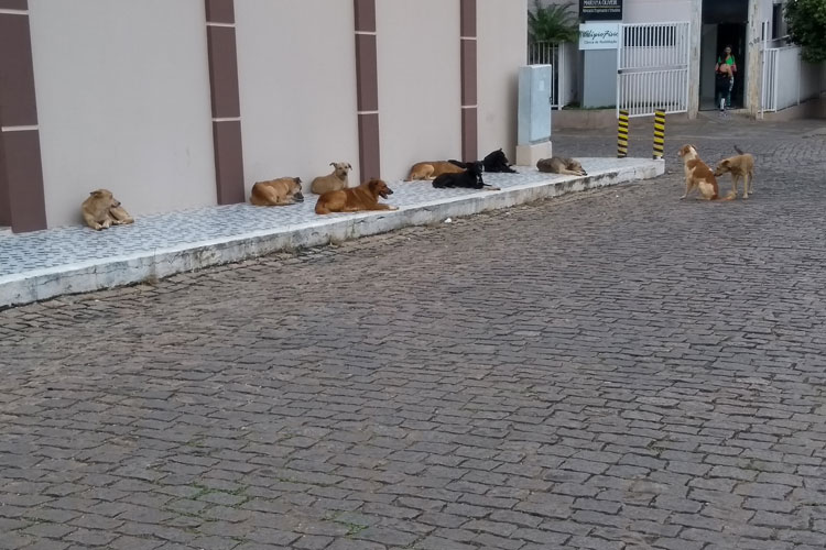 Brumado: Cresce população de cães de rua aumentando risco de calazar e insegurança no trânsito