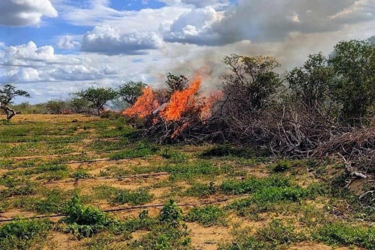 Trinta mil pés de maconha são erradicados em Campo Formoso