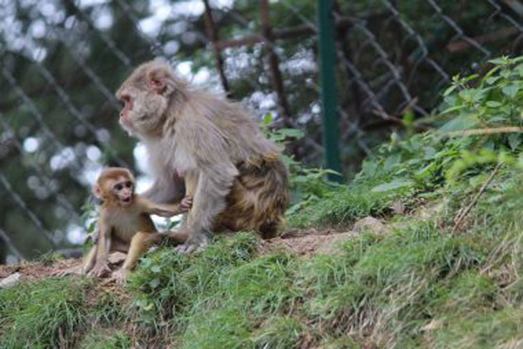 Sucesso de testes em macacos deixa cientistas otimistas sobre vacina contra o HIV