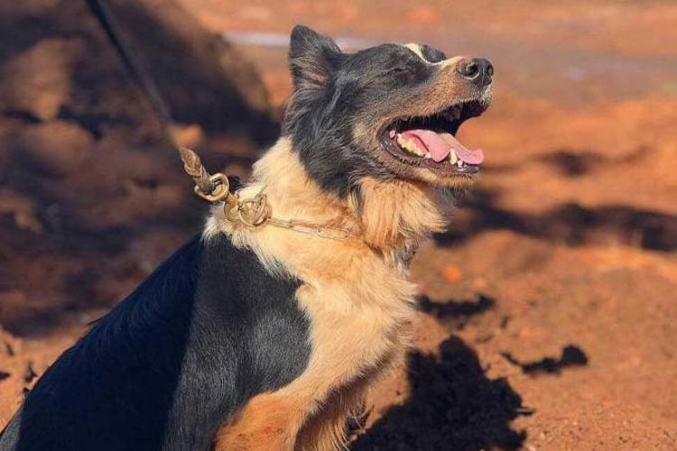 Morre Thor, o cão farejador que atuou nas buscas em Brumadinho