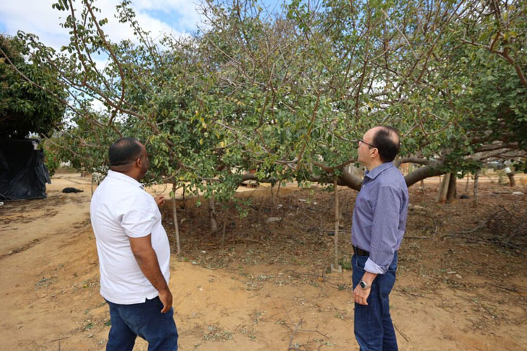 Experiência com a produção de umbu gigante deverá ser multiplicada em Anagé