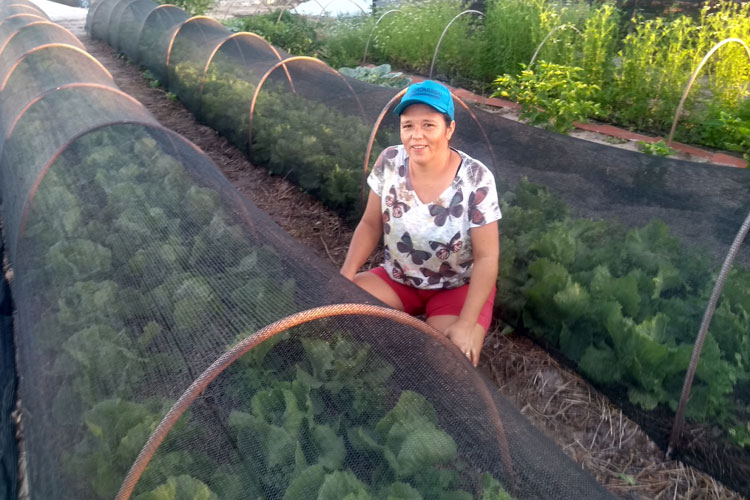 Família cria estufa de hortaliças orgânicas e ganha preferência nos supermercados de Brumado