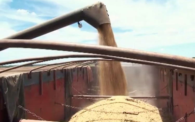 Bahia: Safra de soja aumenta em 62% e impulsiona indústria de alimentos