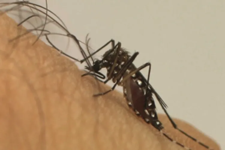 Brasil é país com mais casos de dengue no mundo, diz OMS