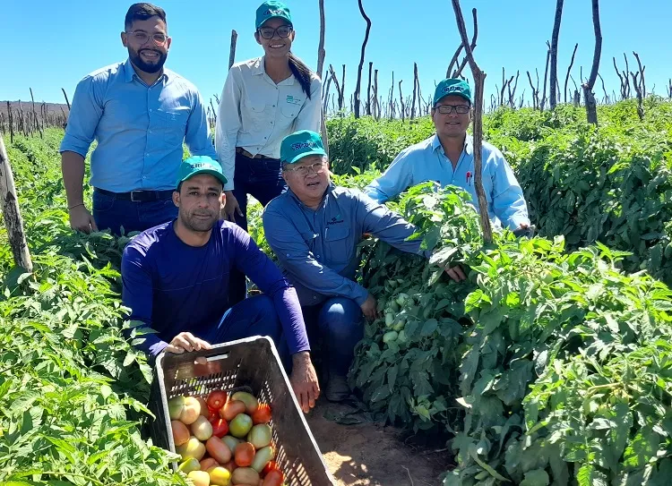 Brumado: Armazém do Criador promove dia de campo na lavoura produtiva de tomate