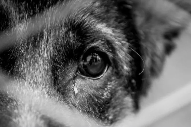 Homem é detido suspeito de zoofilia e maus-tratos em Vitória da Conquista