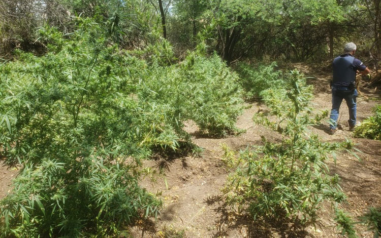 Plantação com cerca de 2,5 mil pés de maconha é localizada em povoado de Juazeiro