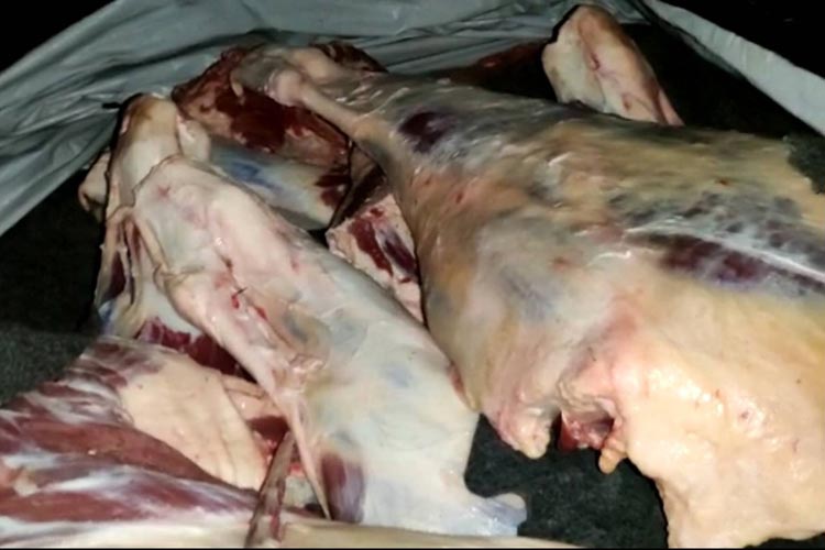 Uma tonelada de carne oriunda de abate clandestino é apreendida após denúncia em Itamaraju
