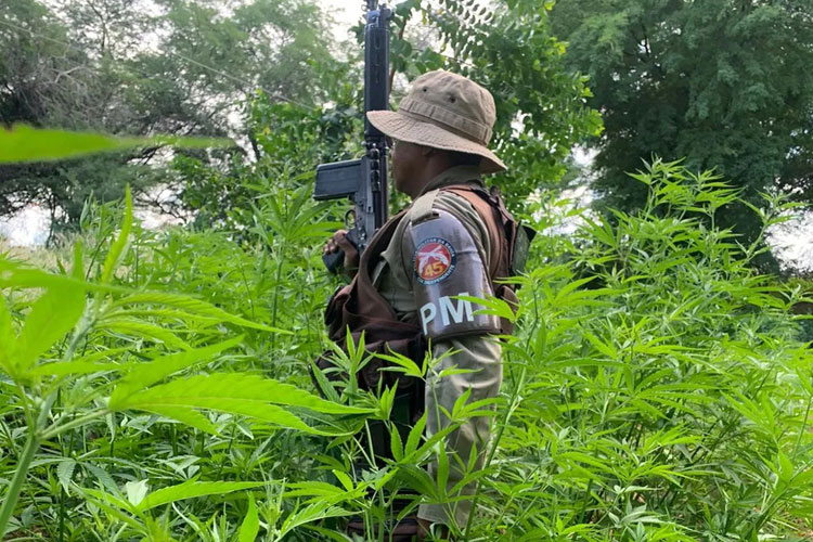 Foragido da Justiça é preso com seis mil pés de maconha na cidade de Curaçá