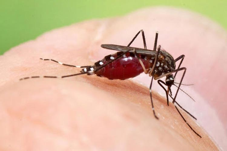 Casos de Chikungunya crescem mais de 300% na Bahia