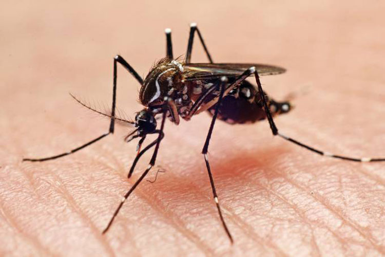 EUA aprovam o uso de primeira vacina contra dengue